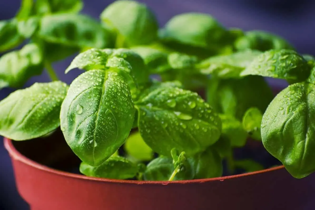 How Long do Indoor Herbs Take to Grow?