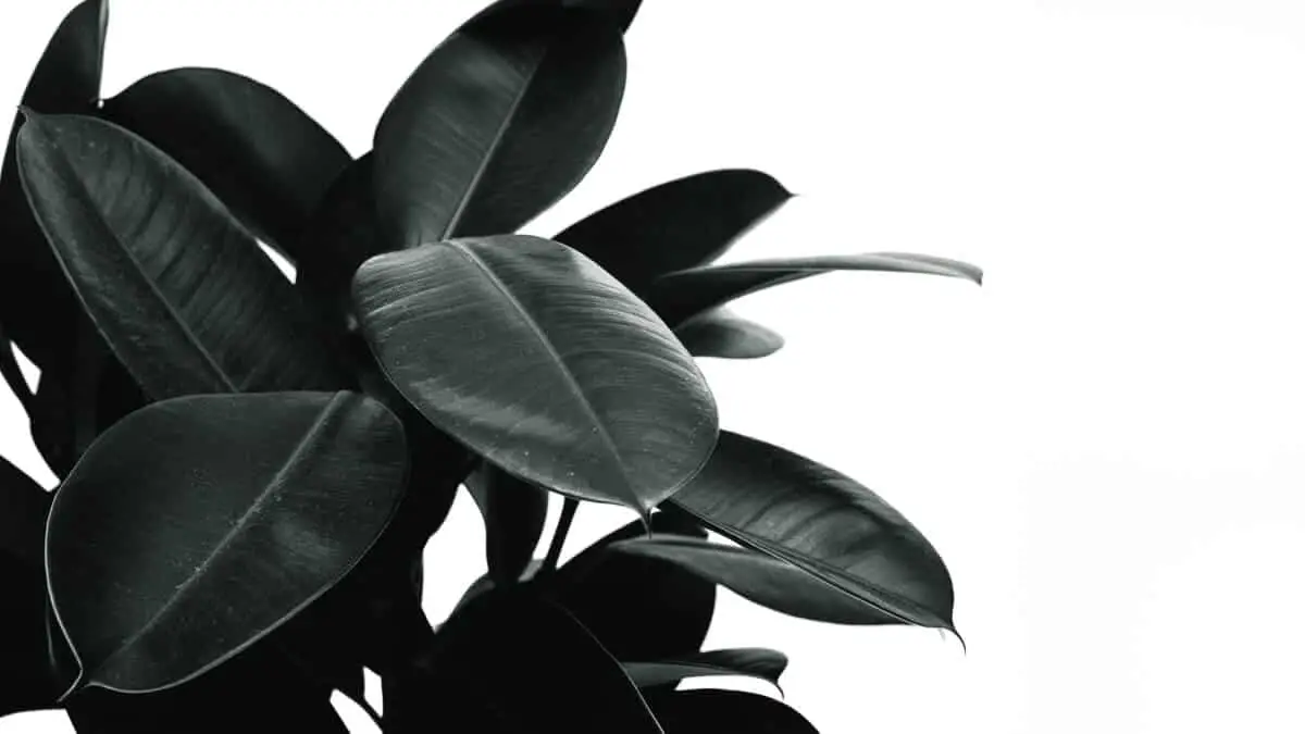 Are Rubber Trees Good Indoor Plants? A Beginner’s Guide