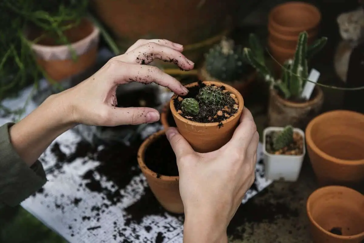 How to Prune Houseplants the Right Way: A 15 Step Guide