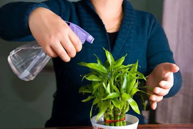 Should Indoor Plants Be Misted?