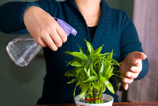 Indoor Plants - Choosing The Best And Tips On How To Have Them