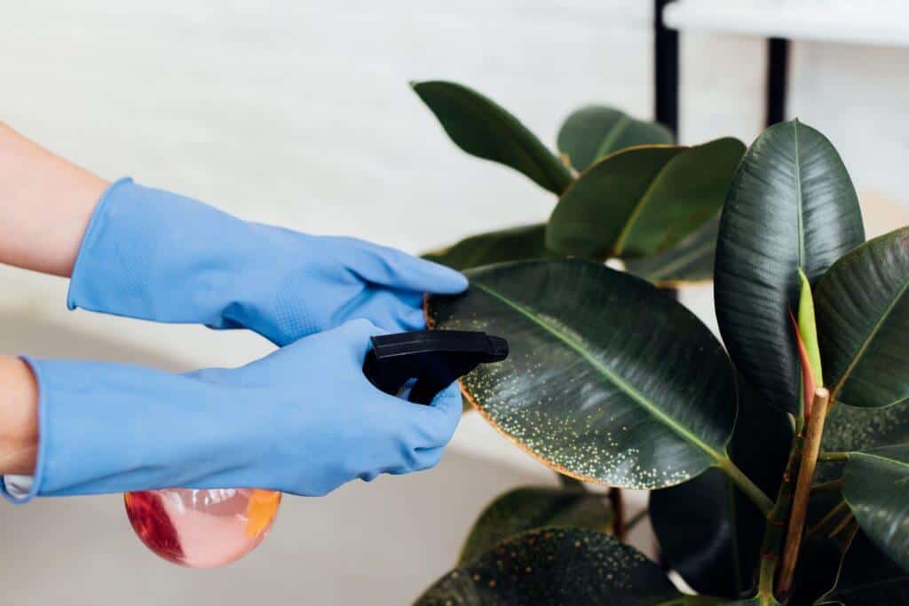 How to Clean Indoor Plant Leaves: A Step-By-Step Guide – Planet Renewed