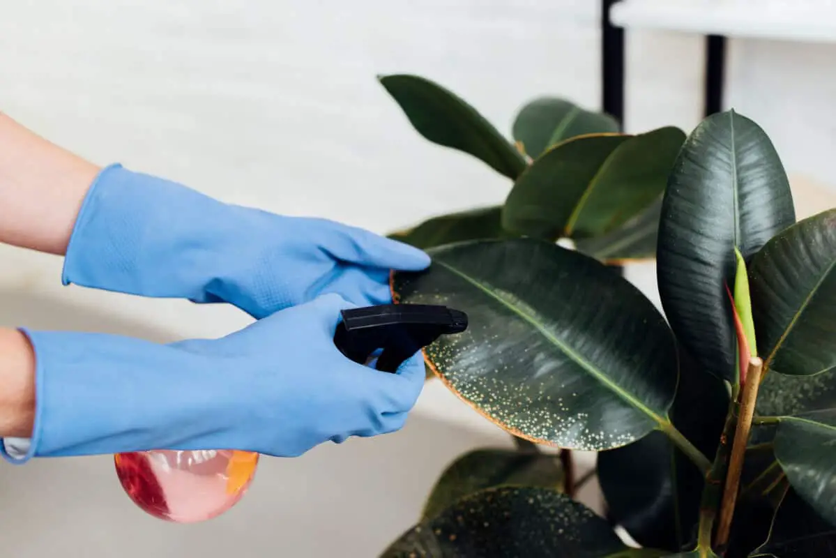How to Clean Indoor Plant Leaves: A Step-By-Step Guide