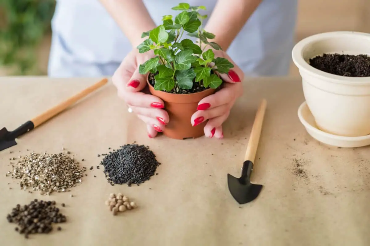 Indoor Plants and Fertilizer: What You Need to Know