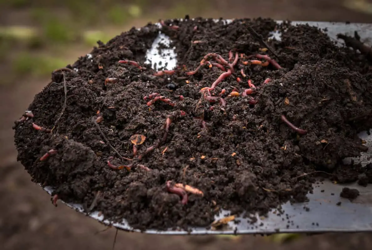 Should You Put Worms in Indoor Plants?