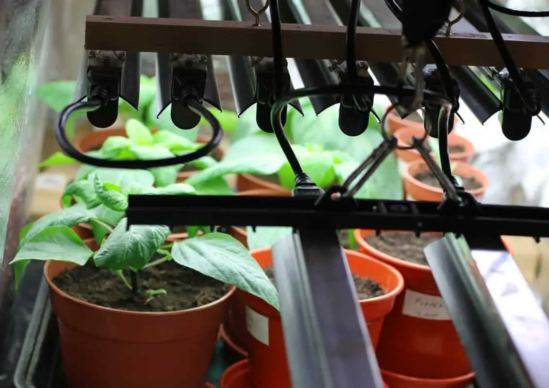 Are Grow Lights a Fire Hazard? How to Stay Safe