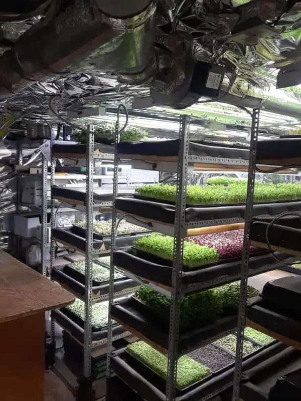 How Many Plants Can Grow In A 10×10 Room?