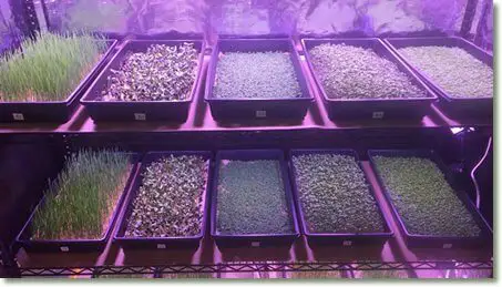 Here is why this is the best light for microgreens