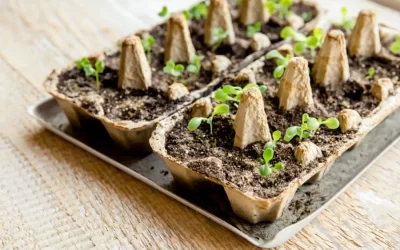 Step-by-step: How to Grow Microgreens Without Plastic