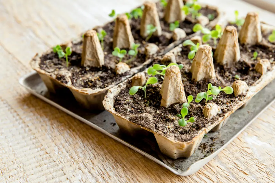 Step-by-step: How to Grow Microgreens Without Plastic