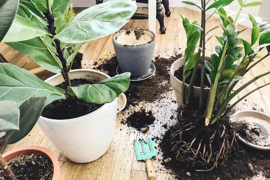 Repotting Plants: Everything You Need To Know
