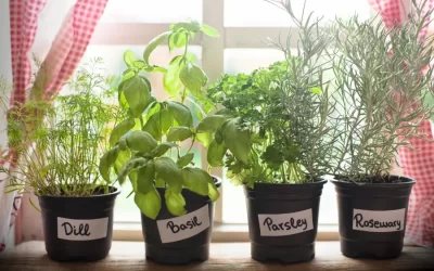 8 Herbs You Can Grow Indoors Year-Round