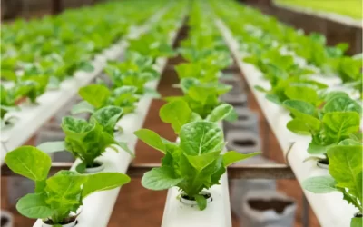 Should You Grow Microgreens in Soil or in Hydroponics?