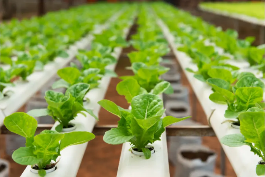 Should You Grow Microgreens in Soil or in Hydroponics?