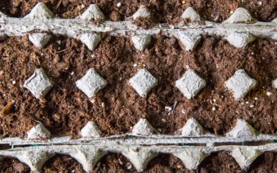 Can You Compost Egg Cartons? (We Find Out)